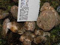 Tricholoma populinum image