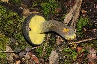 Retiboletus flavoniger image