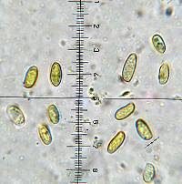 Retiboletus flavoniger image