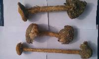 Battarrea phalloides image