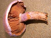 Cortinarius traganus image