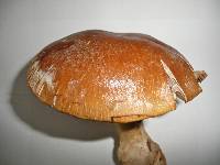 Cortinarius praestans image