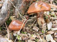 Suillus luteus image