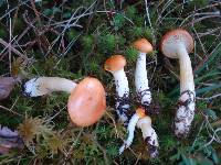 Hygrophorus speciosus image