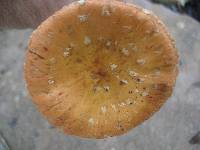 Leratiomyces squamosus var. thraustus image