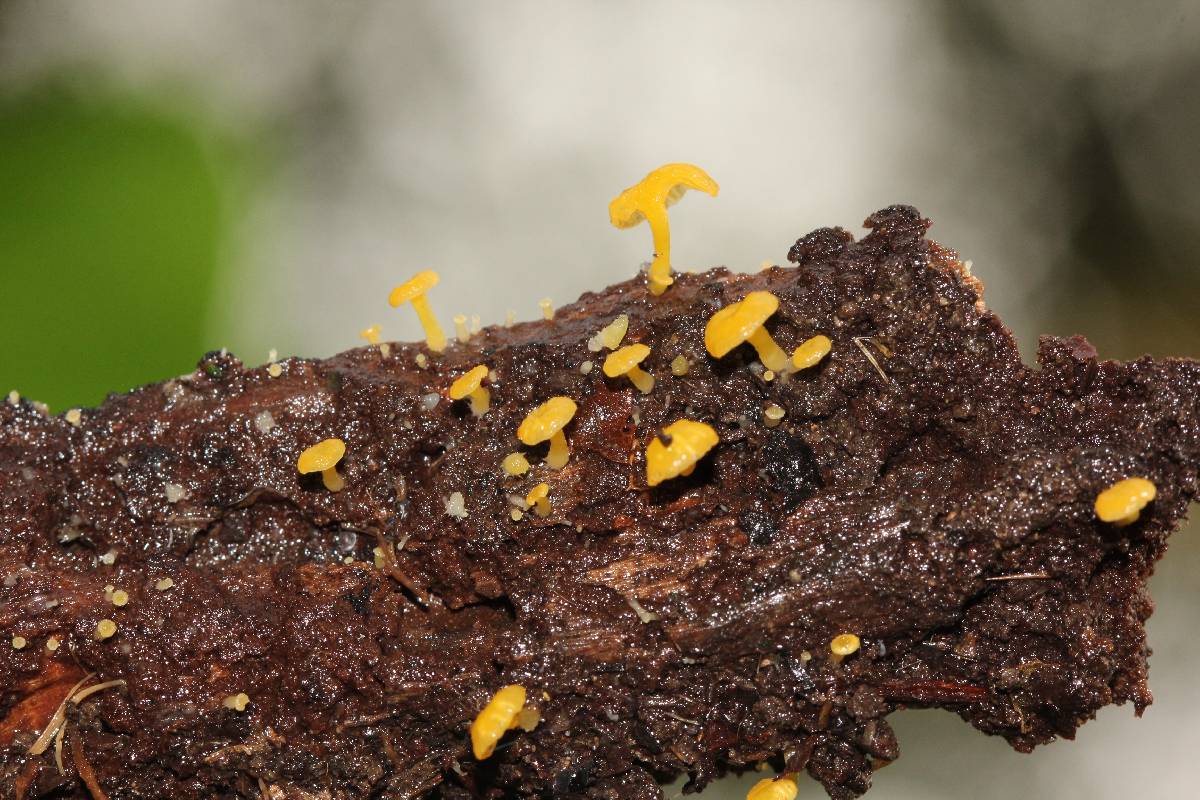 Gerronema icterinum image