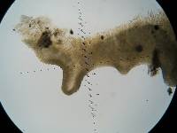 Gerronema icterinum image