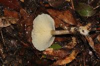 Ampulloclitocybe clavipes image