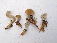 Hohenbuehelia petaloides image