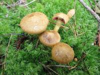 Cortinarius semisanguineus image