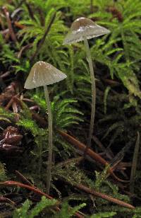 Mycena pusilla image