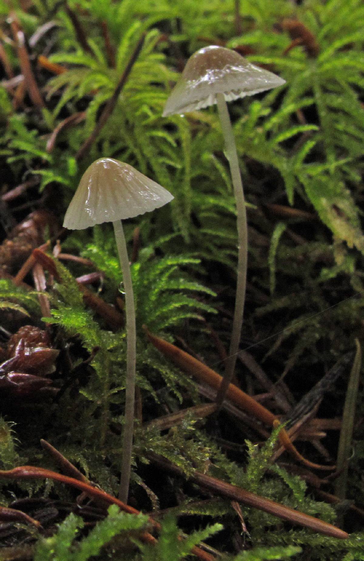 Mycena pusilla image