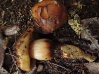 Phaeocollybia kauffmanii image