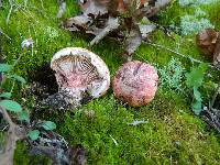 Hygrophorus russula image