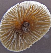 Mycena algeriensis image