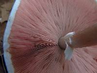 Agaricus placomyces image