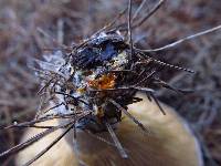 Lactarius chelidonium image