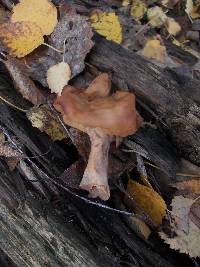 Gyromitra infula image