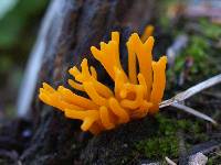 Calocera viscosa image