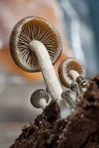 Simocybe centunculus var. centunculus image