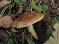 Tricholoma fulvum image