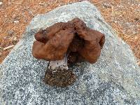 Gyromitra infula var. infula image