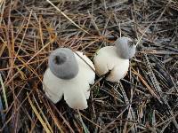 Geastrum quadrifidum image