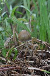 Psilocybe aztecorum var. aztecorum image