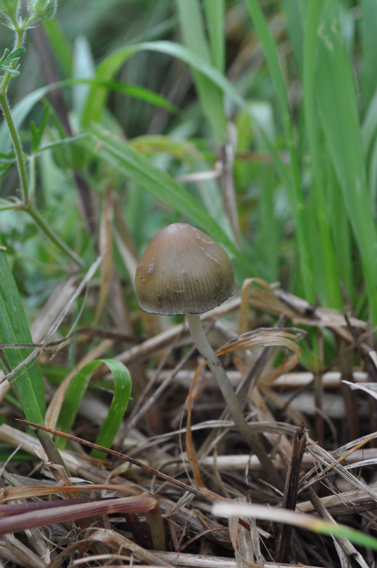 Psilocybe aztecorum var. aztecorum image