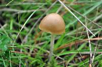 Psilocybe aztecorum var. aztecorum image