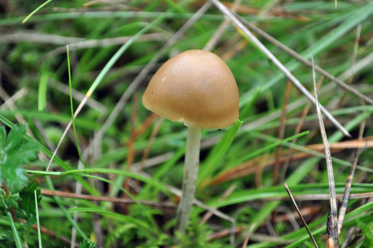 Psilocybe aztecorum var. aztecorum image