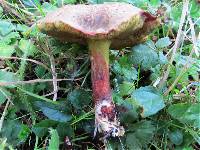 Boletus chrysenteron image