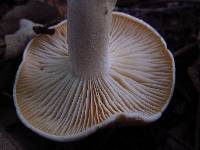 Hygrophorus subsalmonius image