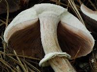 Agaricus moelleri image