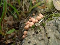 Lycogala epidendrum image