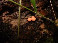 Lycogala epidendrum image