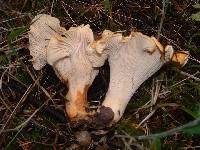 Cantharellus formosus image
