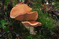 Cortinarius triformis image