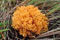 Ramaria flava image