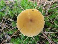 Cystoderma amianthinum image