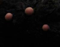 Lycogala epidendrum image