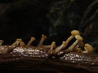 Cudoniella clavus image