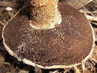 Agaricus pequinii image