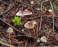 Mycena atroalboides image