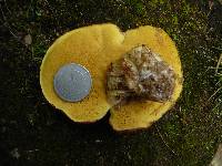 Suillus luteus image