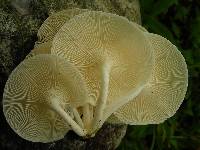 Lentinus concavus image