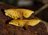 Xeromphalina tenuipes image