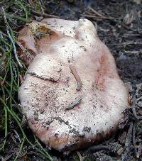 Hygrophorus purpurascens image