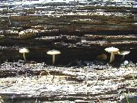 Mycena overholtsii image