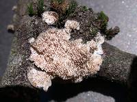 Irpex lacteus image
